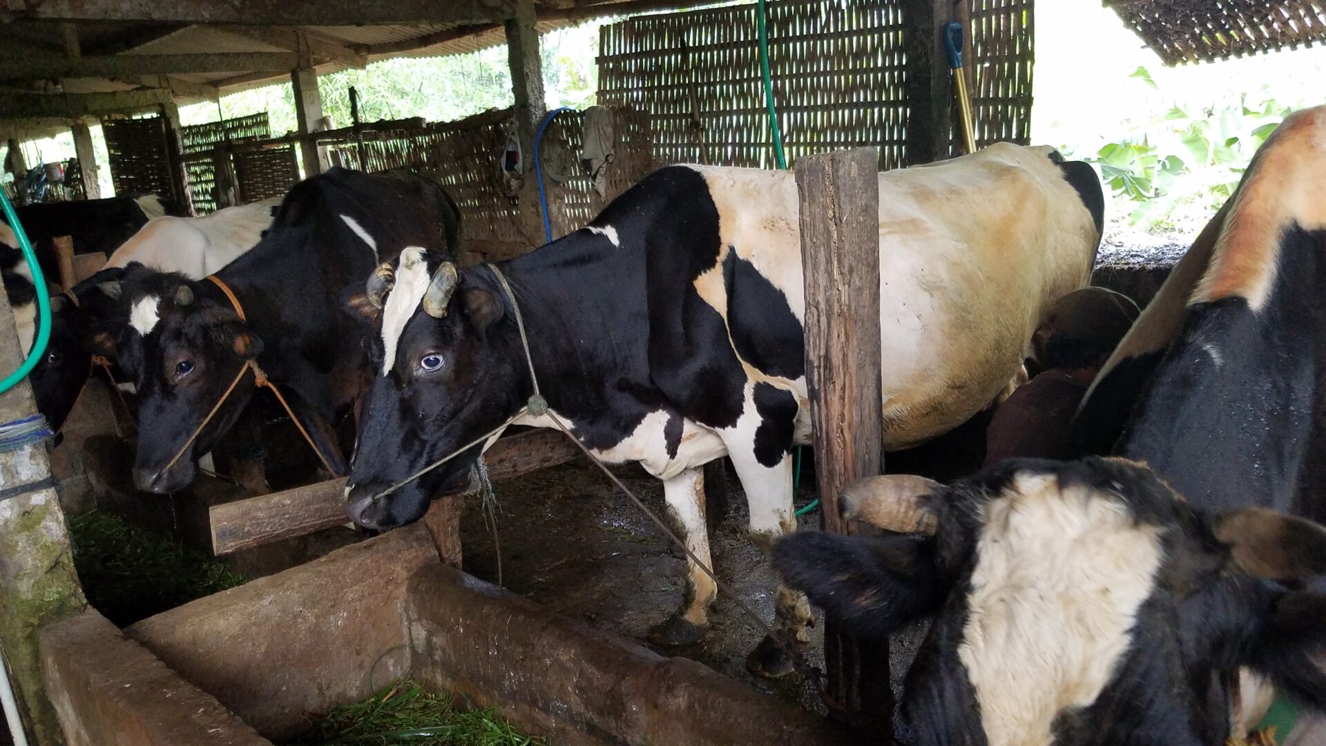 foto peternakan sapi kalisidi
