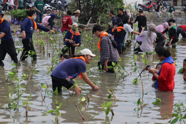 Proses Penenaman Bakau