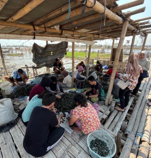 Masyarakat dan beberapa relawan sedang membersihkan kerang dengan cara menggosok cangkangnya di sebuah saung pesisir tambak, Sabtu (14/9). [BP2M/Gusti]