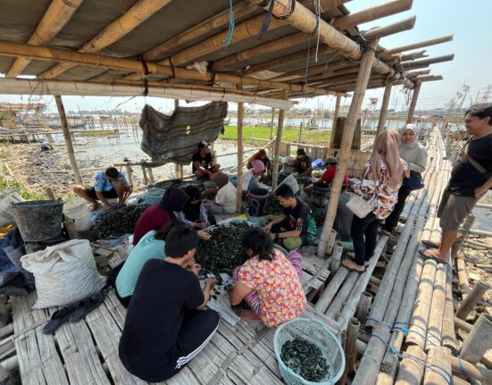 Masyarakat dan beberapa relawan sedang membersihkan kerang dengan cara menggosok cangkangnya di sebuah saung pesisir tambak, Sabtu (14/9). [BP2M/Gusti]