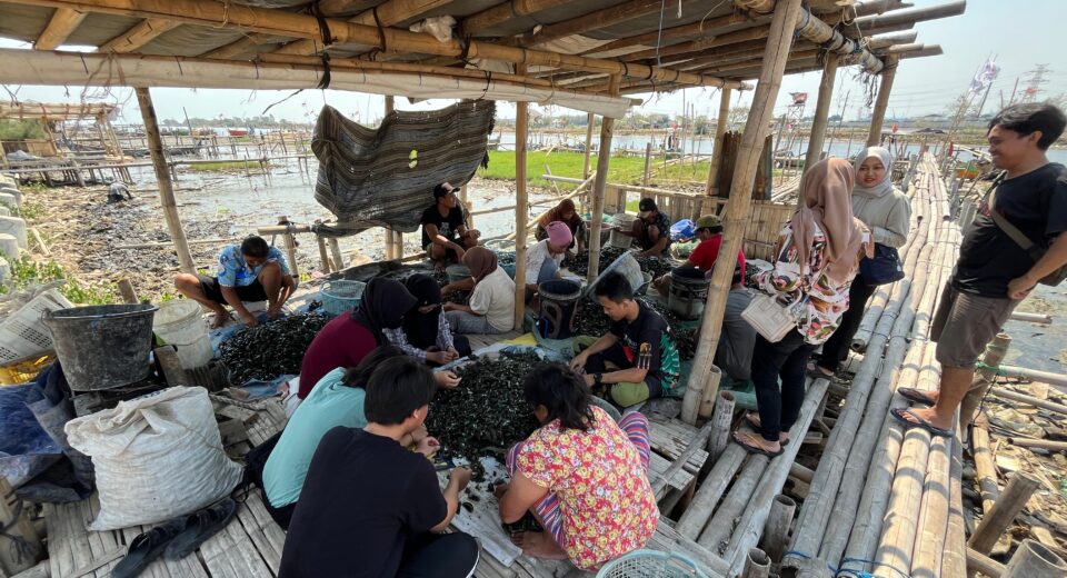 Masyarakat dan beberapa relawan sedang membersihkan kerang dengan cara menggosok cangkangnya di sebuah saung pesisir tambak, Sabtu (14/9). [BP2M/Gusti]