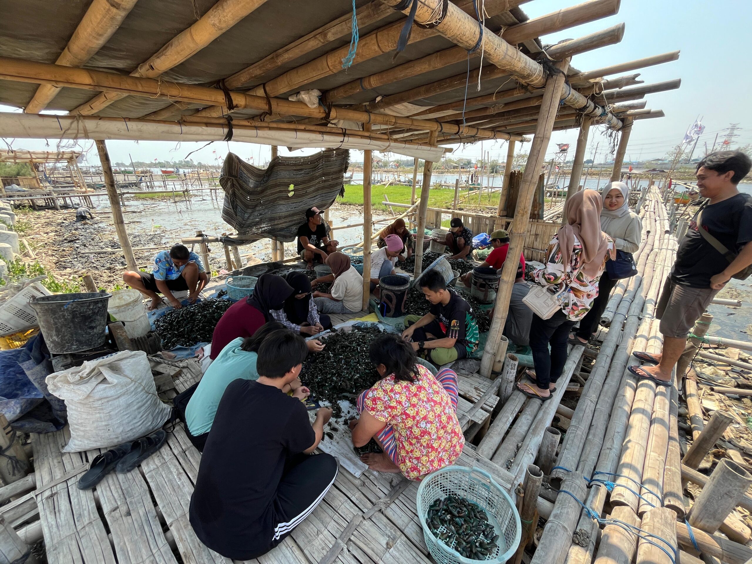 Masyarakat dan beberapa relawan sedang membersihkan kerang dengan cara menggosok cangkangnya di sebuah saung pesisir tambak, Sabtu (14/9). [BP2M/Gusti]